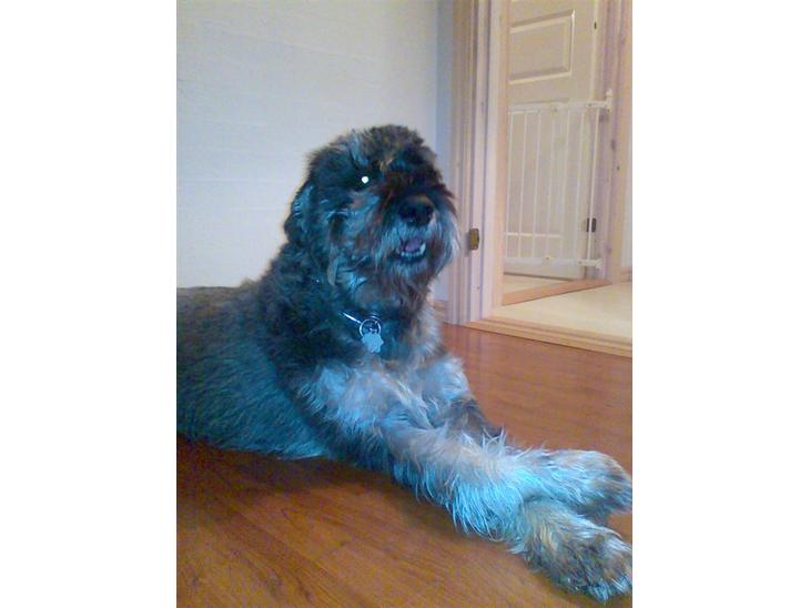 Riesenschnauzer Debbie (Død) billede 1
