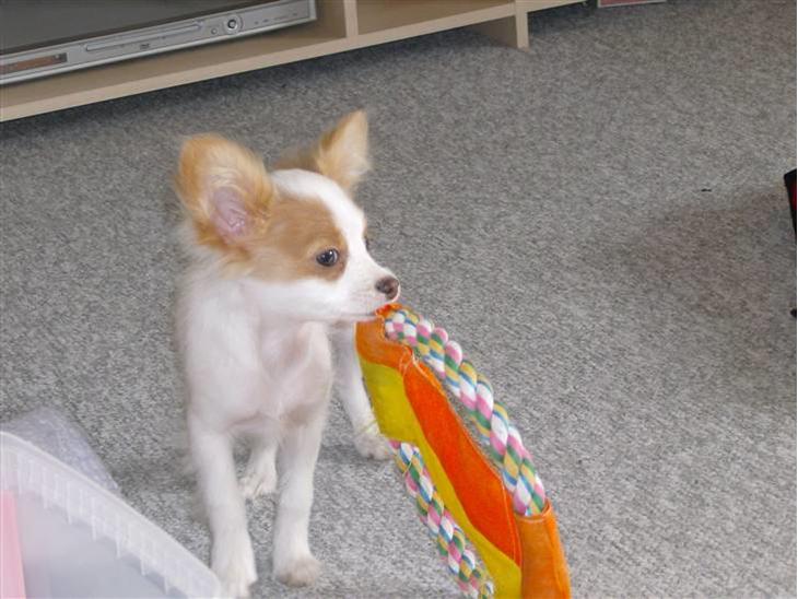 {{currentPhoto.altText}} billede {{currentPhoto.number}}