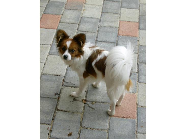 {{currentPhoto.altText}} billede {{currentPhoto.number}}