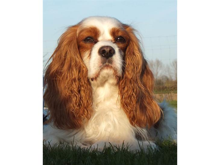 Cavalier king charles spaniel Enzo-Cucciolo Lemon Grass - Enzo april 2011 - 5 år billede 1