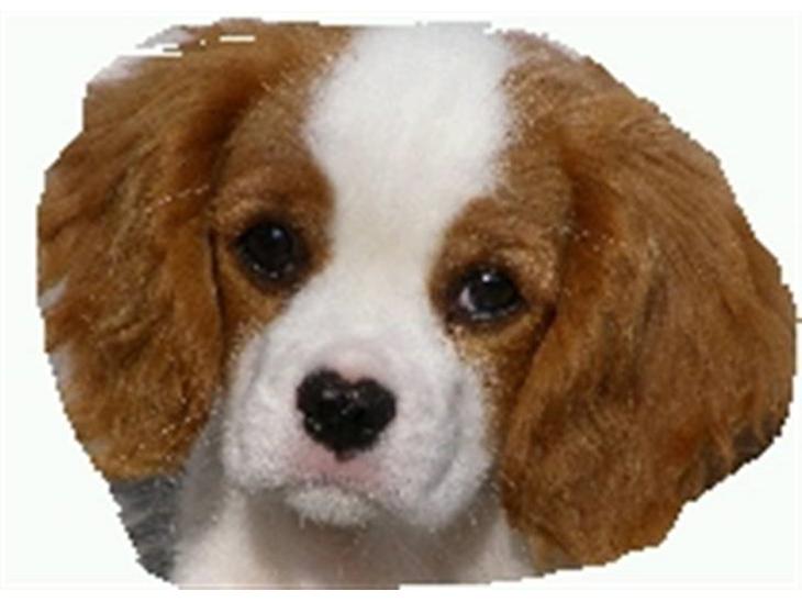 Cavalier king charles spaniel Lady -Your Loving Lady of - Your Loving Lady Of Sunshine - Lady billede 1
