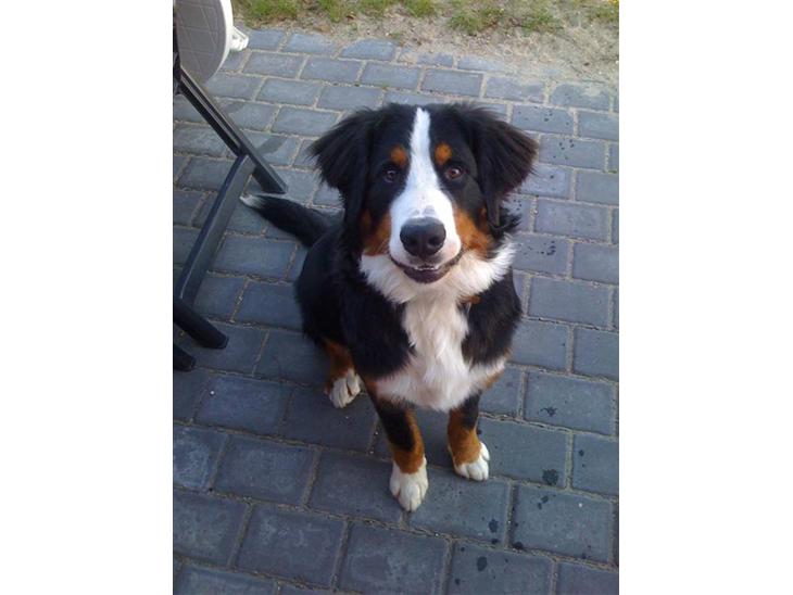 Berner sennenhund Morgan - Morgan 7mdr billede 1