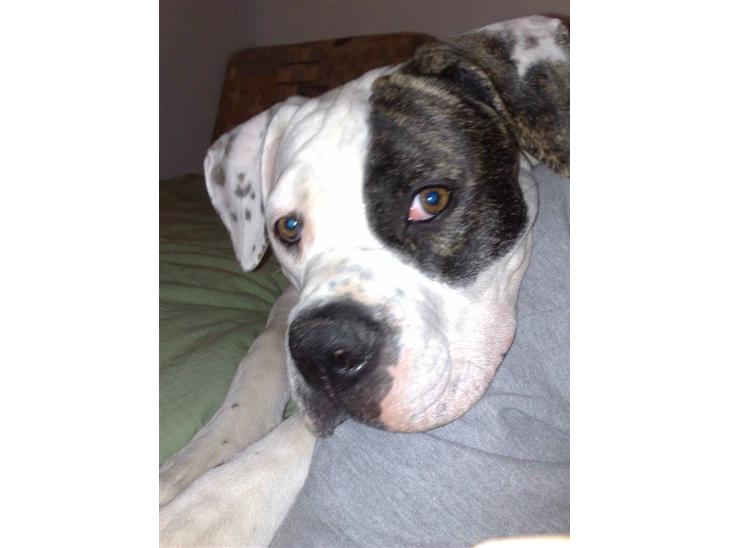 {{currentPhoto.altText}} billede {{currentPhoto.number}}