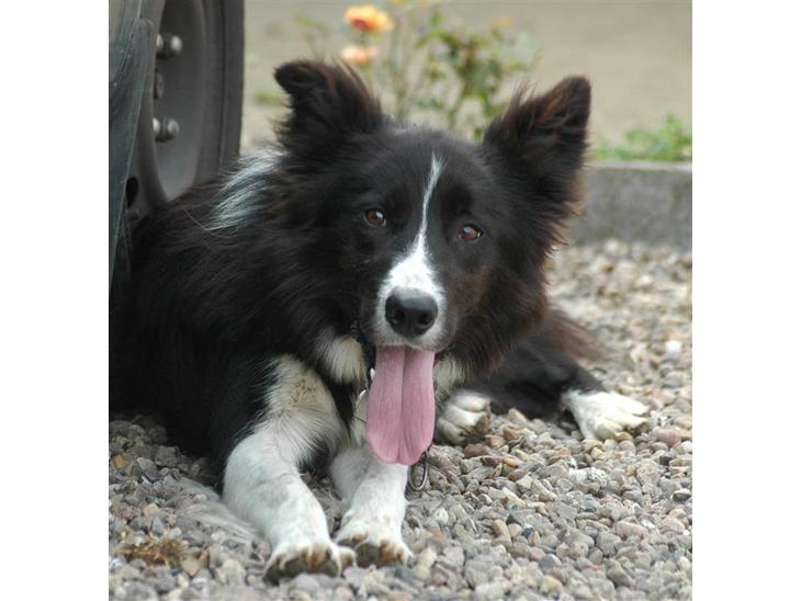 {{currentPhoto.altText}} billede {{currentPhoto.number}}