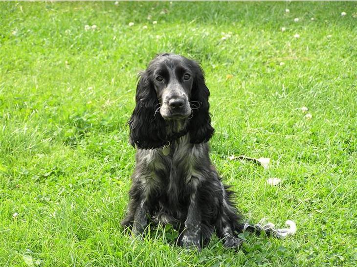Cocker spaniel Chianti (Fisen) R.I.P - Hej velkommen til min ´side´, I må meget gerne skrive en hilsen eller bedømme mig. Mange vuf fra Charmetrolden chianti billede 1