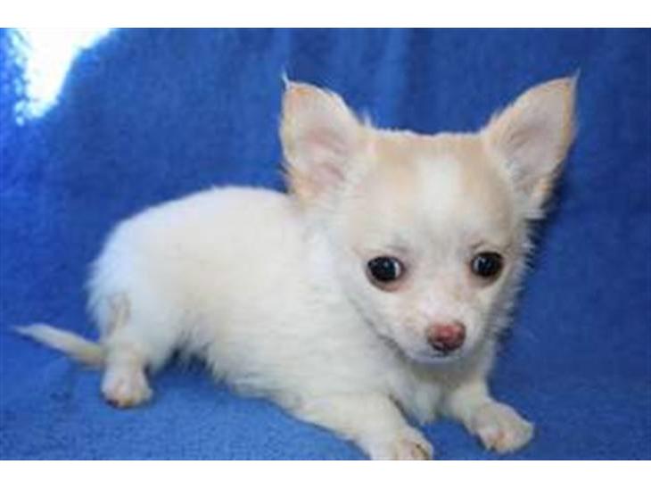 Chihuahua Elsket milo . Gået bort billede 1