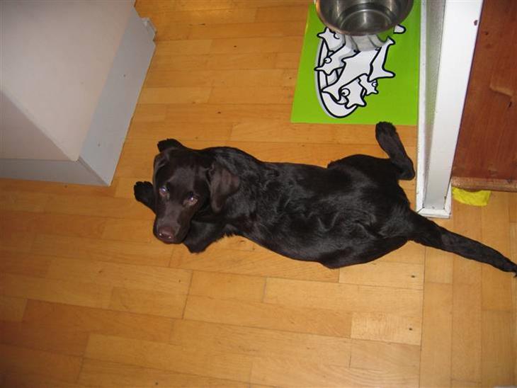 Labrador retriever Duncan - man er jo lab så det er bedst at ligge ved madskålen billede 1