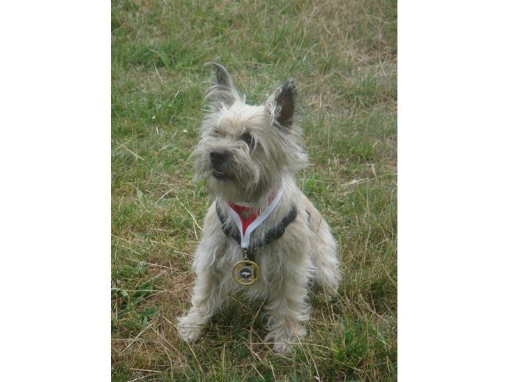 Cairn terrier Tofthus' Muffin - Muffin med hendes medalje. billede 1