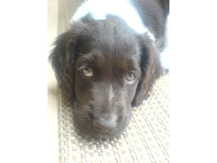 {{currentPhoto.altText}} billede {{currentPhoto.number}}