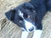 Border collie Balder