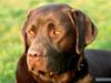 Labrador retriever Malthe