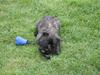 Cairn terrier Sofus