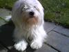 Coton de tulear '.noah.'