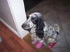 Cocker spaniel Sasha Larsen