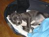 Amerikansk staffordshire terrier sparko [Tidl. hund]