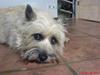 Cairn terrier Little Big Horn's Sigurd
