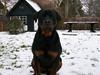 Rottweiler Tyson