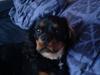 Cavalier king charles spaniel Annexgaardens´s Buller