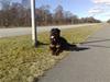 Rottweiler DINGO
