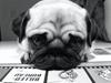 Mops Maggie