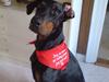 Dobermann Rocco R.I.P. -2008 [ Himmelhund]