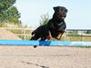 Rottweiler Buster