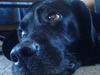 Labrador retriever Tøsen