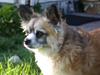 Chihuahua Cæzar the great