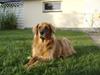 Blanding af racer Cindy R.I.P. <3 [ Himmelhund]