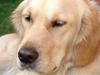 Golden retriever Beauty <3