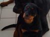 Rottweiler max