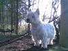 West highland white terrier Ditte