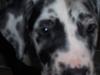 Grand danois Pluto [ Himmelhund]
