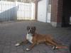 Boxer Rockey