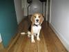 Beagle Scooby