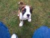 Boxer Cido