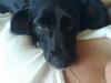 Blanding af racer Blackie*RIP* [Tidl. hund]