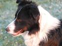 Border collie Mitzy