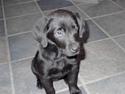Blanding af racer Retria