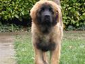 Leonberger Star Of Regulus Red Robin