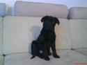 Blanding af racer Nala