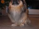 Pekingeser Overbøffen Pingeling