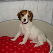 Kooikerhondje Aila