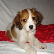 Kooikerhondje Aila