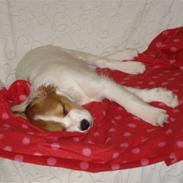 Kooikerhondje Aila