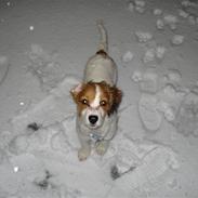 Kooikerhondje Aila