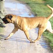 Boerboel Boelsplaas Zeus