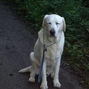 Labrador retriever Melicmark Make a move