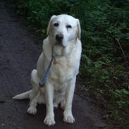 Labrador retriever Melicmark Make a move