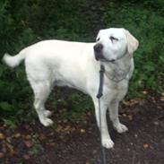 Labrador retriever Melicmark Make a move